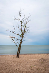 Lonely tree on abandoned beach, Liepaja, Latvia
