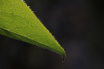 Frisches Blatt im Frühling, Nahaufnahme 