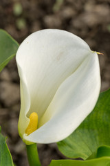 White calla flower in the greenhouse