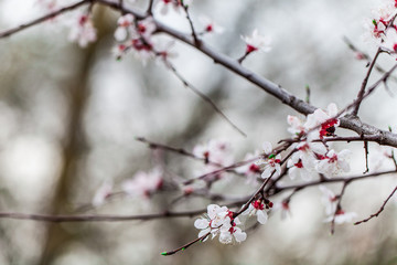 ackground with flowers on a spring day