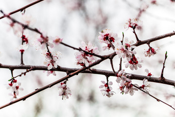 background with flowers on a spring day