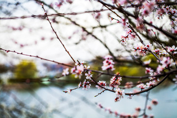 ackground with flowers on a spring day