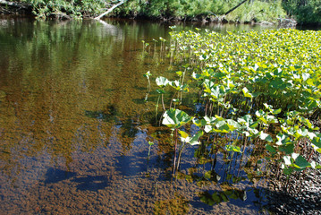 River in the forests of the Komi Republic.