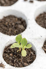 Astra flower in the nursery garden