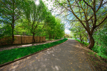 beautiful avenue in to the park