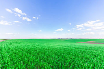 Obraz premium Green Field and Beautiful Sunset