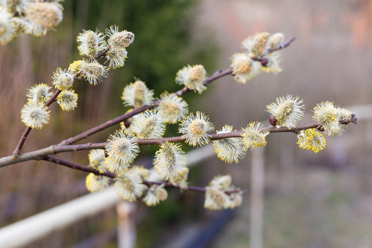 Branch of the blossoming willow