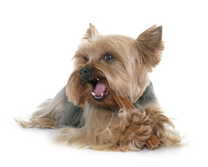 yorkshire terrier gnawing a bone