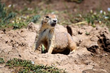 Prairie Dog