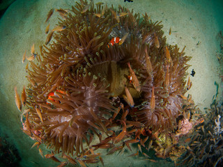 Giant Anemone with fish