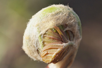 close up young leaf of fern Osmunda regalis