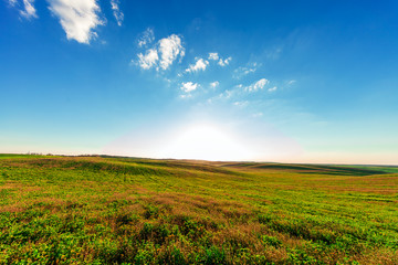 Obraz premium Green Field and Beautiful Sunset