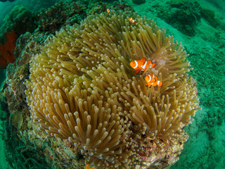 Magnificent Anemone with Anemonefish