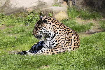 Jaguar Panthera onca resting on the trunk in a typical position