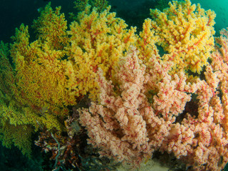 Reef scape with soft coral in Philippines