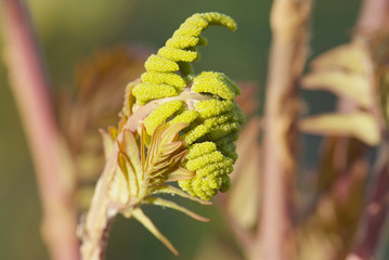 close up young leaf of fern Osmunda regalis