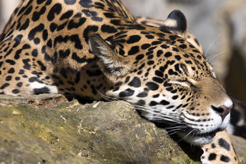 Jaguar Panthera onca resting on the trunk in a typical position