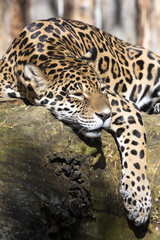 Fototapeta na wymiar Jaguar Panthera onca resting on the trunk in a typical position