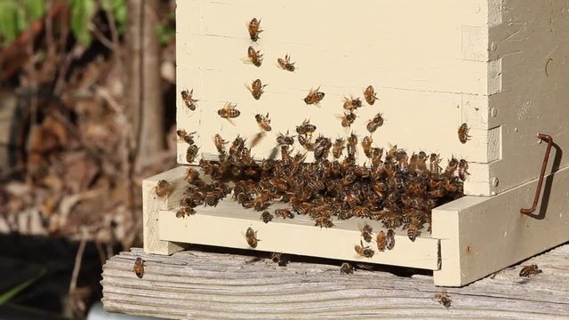 Small nucleus hive crowded with honey bees.