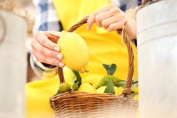 hand harvest a lemon and put it in the basket wicker