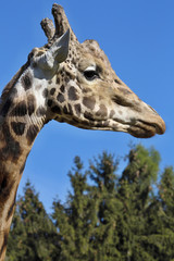 Portrait male Baringo Giraffe, Giraffa camelopardalis Rothschild