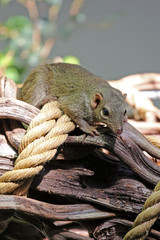 Tupaia
