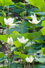 white lotus and green background