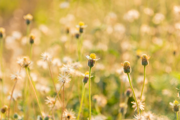 summer meadow with wild flowers