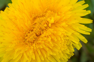 Желтый весенний цветок молочая макро