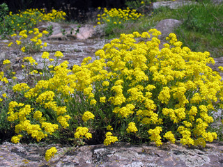 Wild rock flowers - Basket of gold (Aurinia saxatilis)