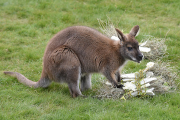 Red-necked wallaby