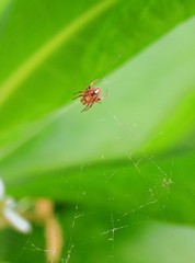 Closed up Spider at Tree for stock photo 