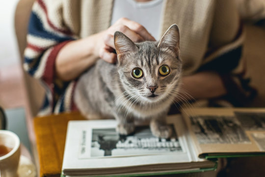 the cat sits on a photo album, an old woman hands stroking his