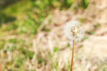 Dandelion, Dandelion flower in spring time,