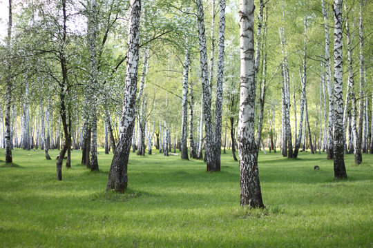 Fototapeta Spring birch trees in forest, beautiful birch grove, birch-wood, green landscape