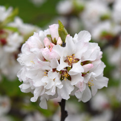 Japanese cherry blossom. Beautiful spring flowering