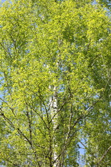 Fototapeta premium Beautiful birch with green leaves in spring against the sky.