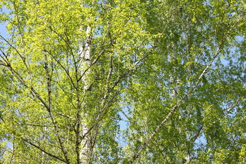 Beautiful birch with green leaves in spring against the sky.