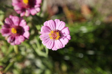 Fototapeta premium Blooming Zinnias In Garden