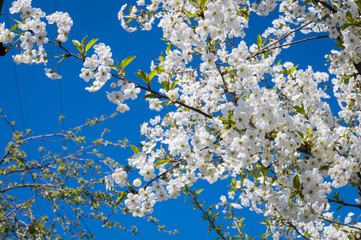 Белые цветы на дереве на фоне неба