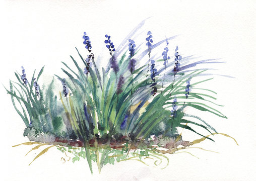 flowers and grass, watercolor, pattern