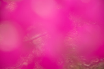 background pink