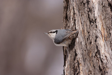 Eurasian nuthatch