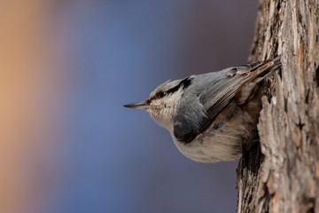 Eurasian nuthatch