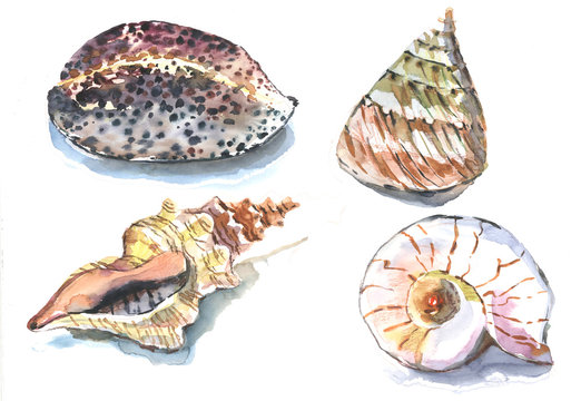 seashells, watercolor, pattern