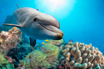 dolfijn onderwater op rifachtergrond