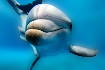 dolphin smiling eye close up portrait © Andrea Izzotti