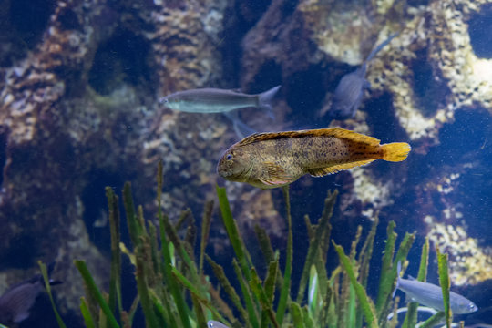 mediterranean colorful blenny fish underwater