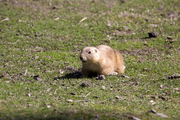 Black-tailed prairie dog, Cynomys ludovicianus, on the prairies