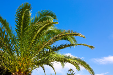 Palm tree on blue sky .